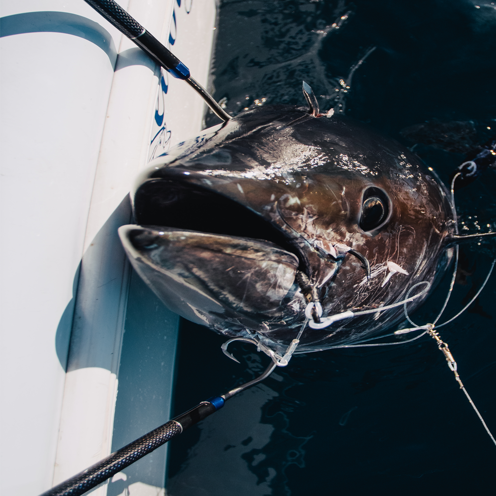 CarbonFiber Gaff Best Gaff for Tuna Fishing Stealth Offshore