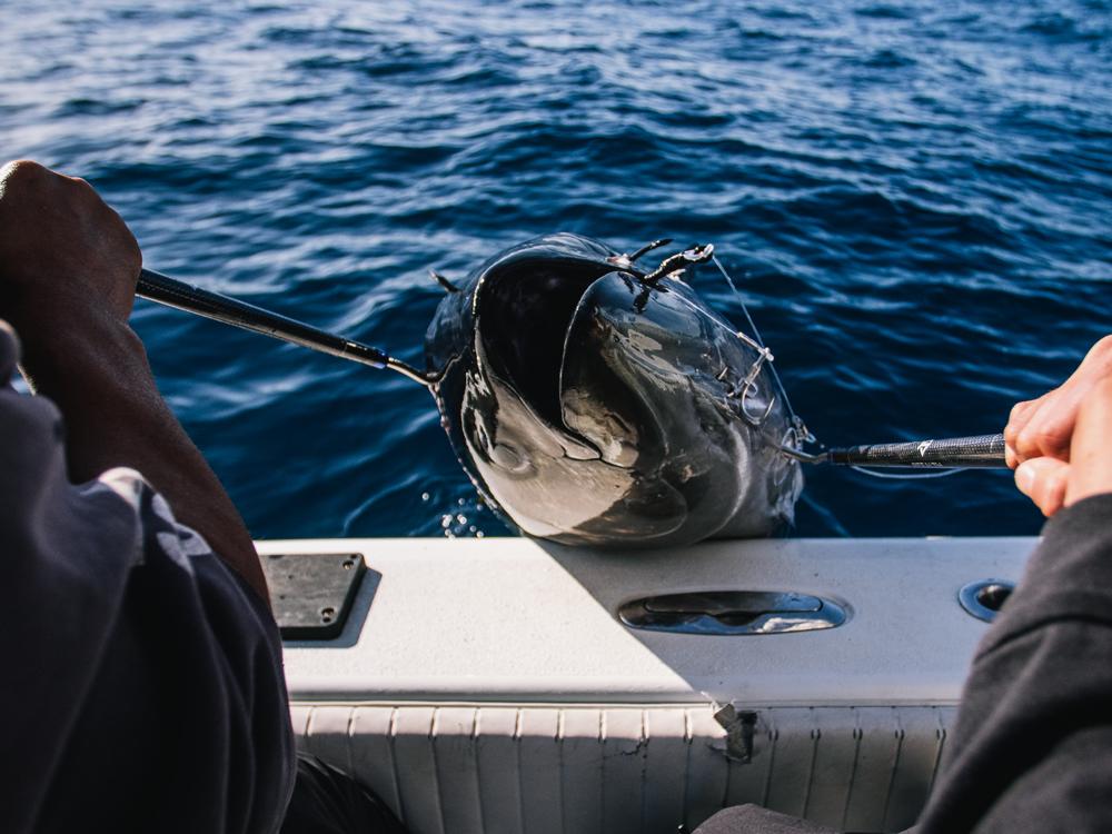 Stealth Offshore